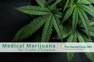 Medical Marijuana for Crohn's Disease Florida